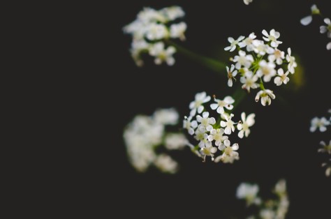 141107_nikon_light_makro_schneckenhaus_0001