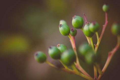 141107_nikon_light_makro_schneckenhaus_0002