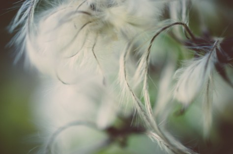 141107_nikon_light_makro_schneckenhaus_0003