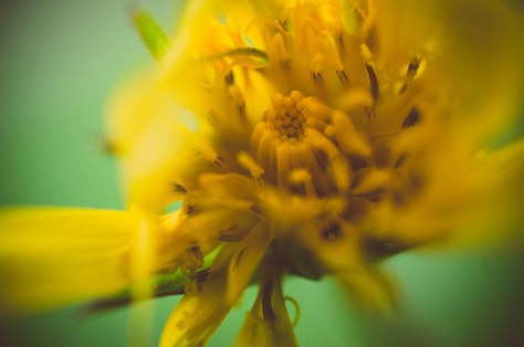 141107_nikon_light_makro_schneckenhaus_0006