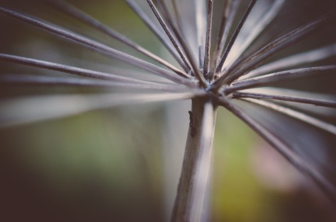 141107_nikon_light_makro_schneckenhaus_0009