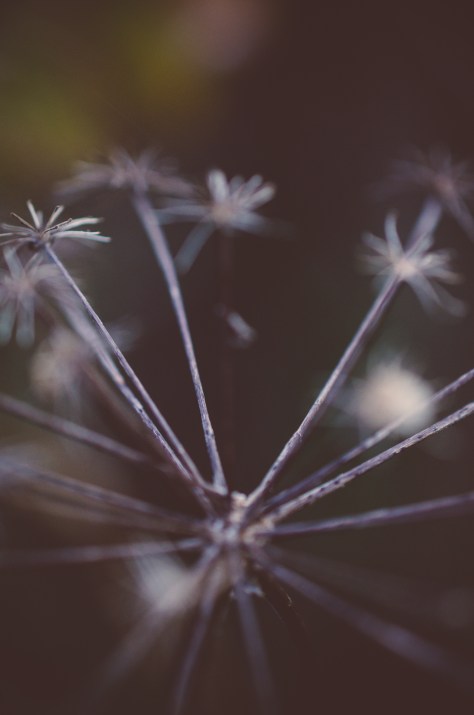 141107_nikon_light_makro_schneckenhaus_0010