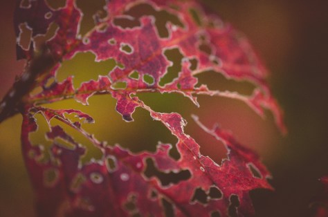 141107_nikon_light_makro_schneckenhaus_0016