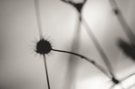 141107_nikon_light_makro_schneckenhaus_0036