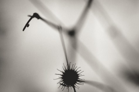 141107_nikon_light_makro_schneckenhaus_0037