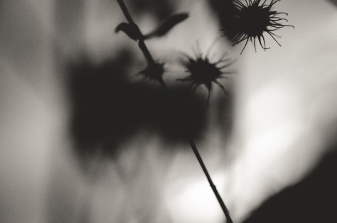 141107_nikon_light_makro_schneckenhaus_0038