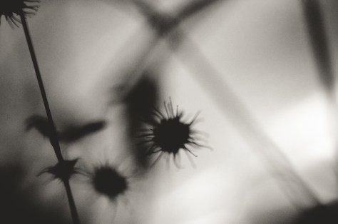 141107_nikon_light_makro_schneckenhaus_0039