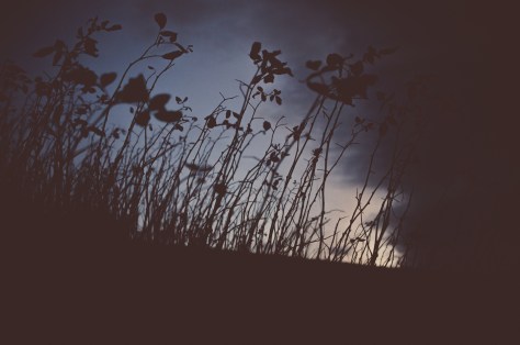 141107_nikon_light_makro_schneckenhaus_0041