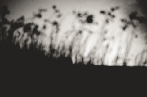 141107_nikon_light_makro_schneckenhaus_0042