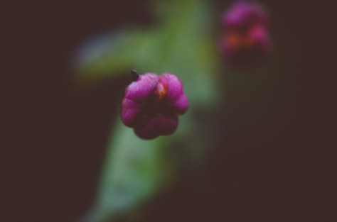 141113_nikon_light_makro_0002