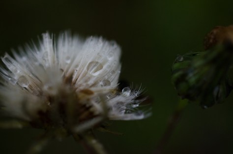 141113_nikon_light_makro_0007