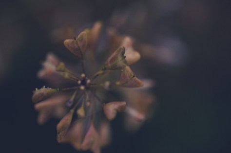 141113_nikon_light_makro_0011