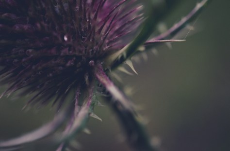 141113_nikon_light_makro_0014