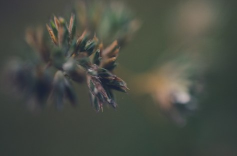 141113_nikon_light_makro_0017