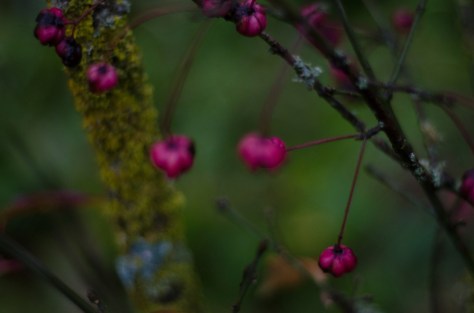 141119_nikon_light_blogbild_0003