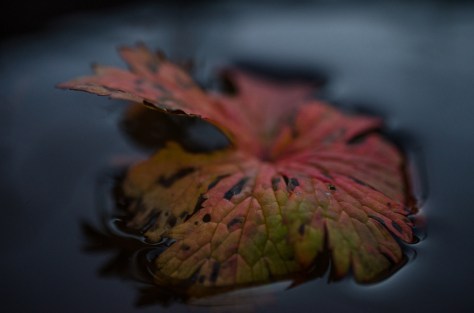 141127_nikon_light_blogbild_0007